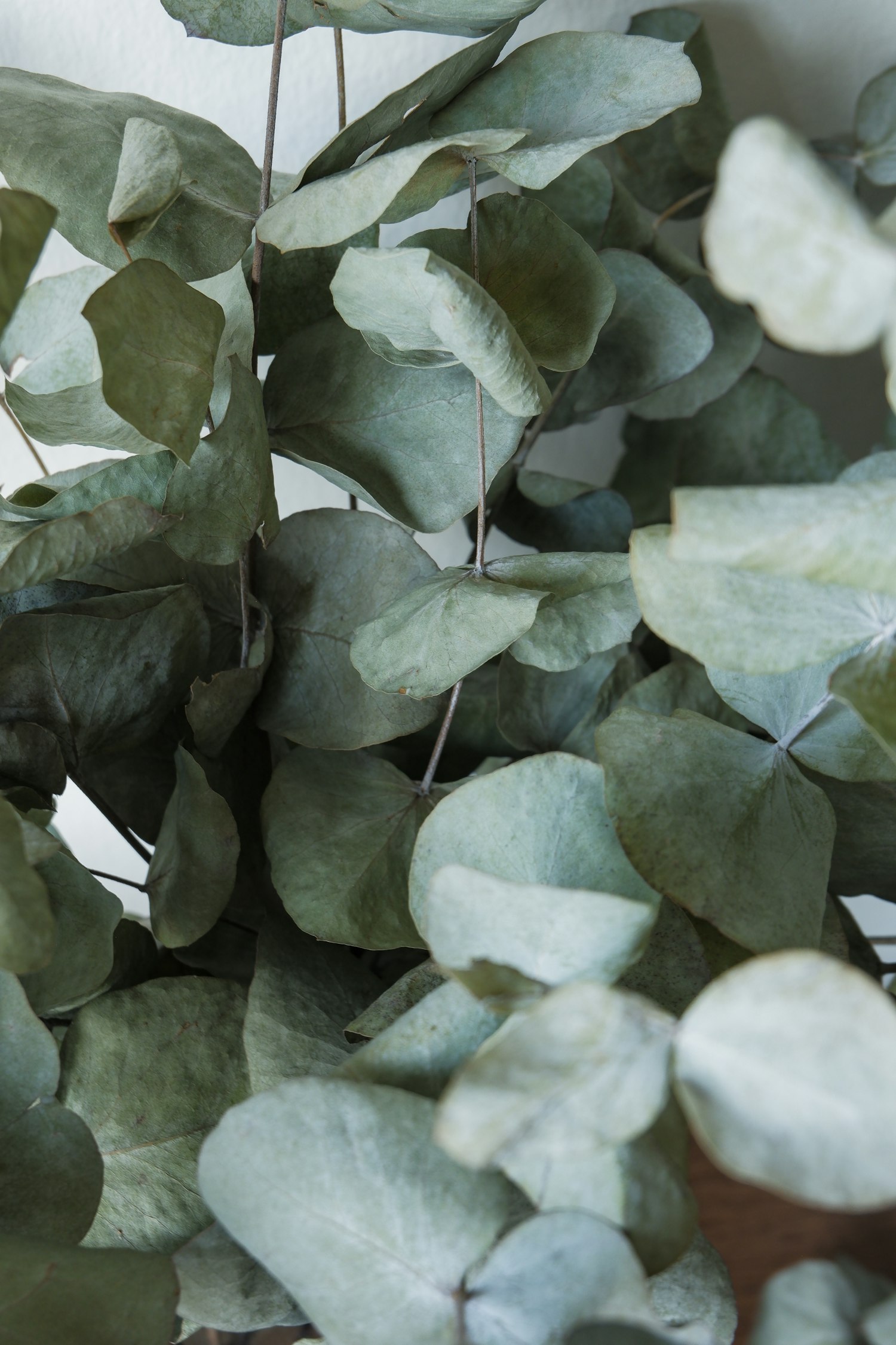 Soft eucalyptus foliage, Willow and Thorn brand imagery