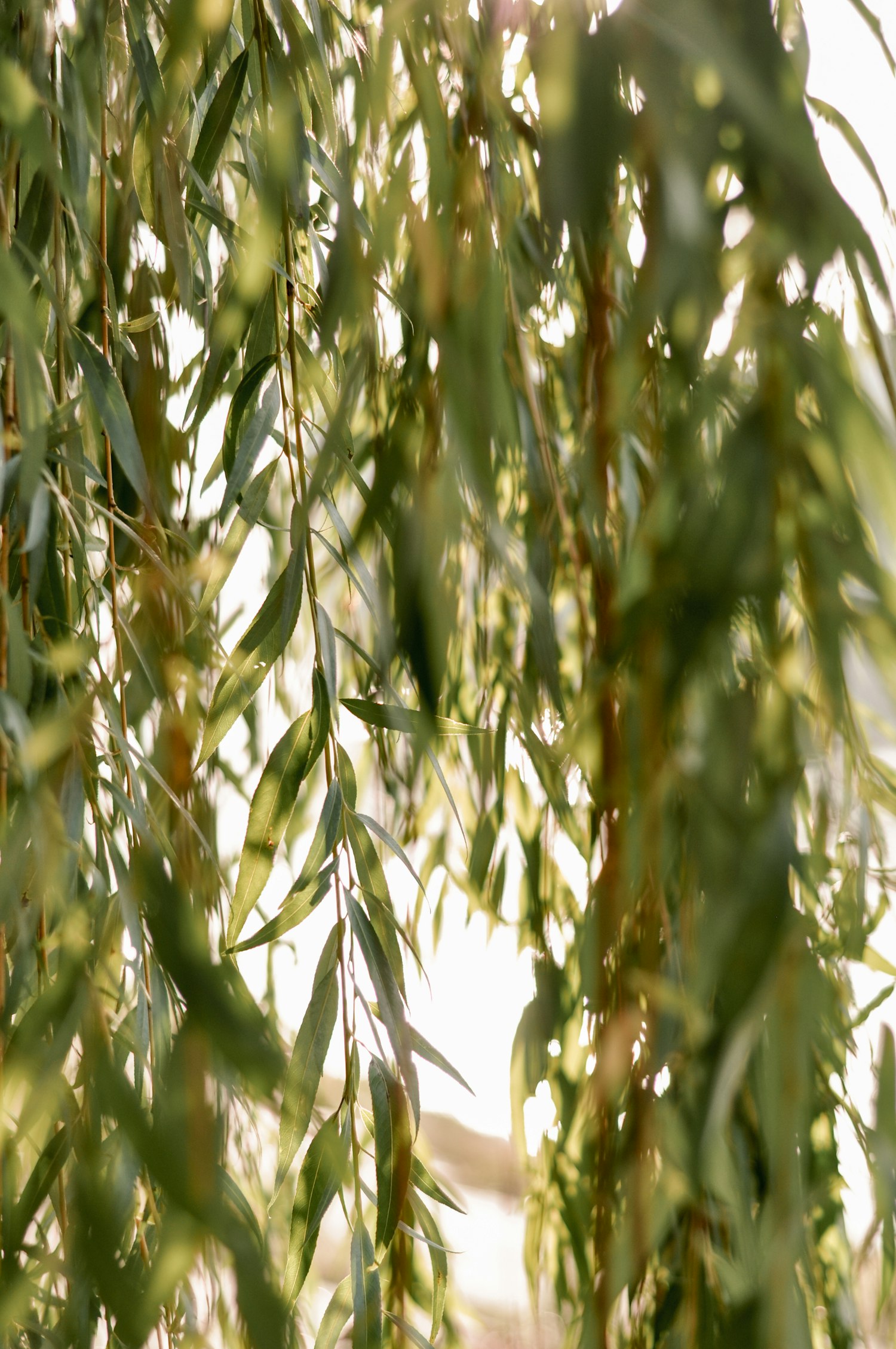 Willow foliage