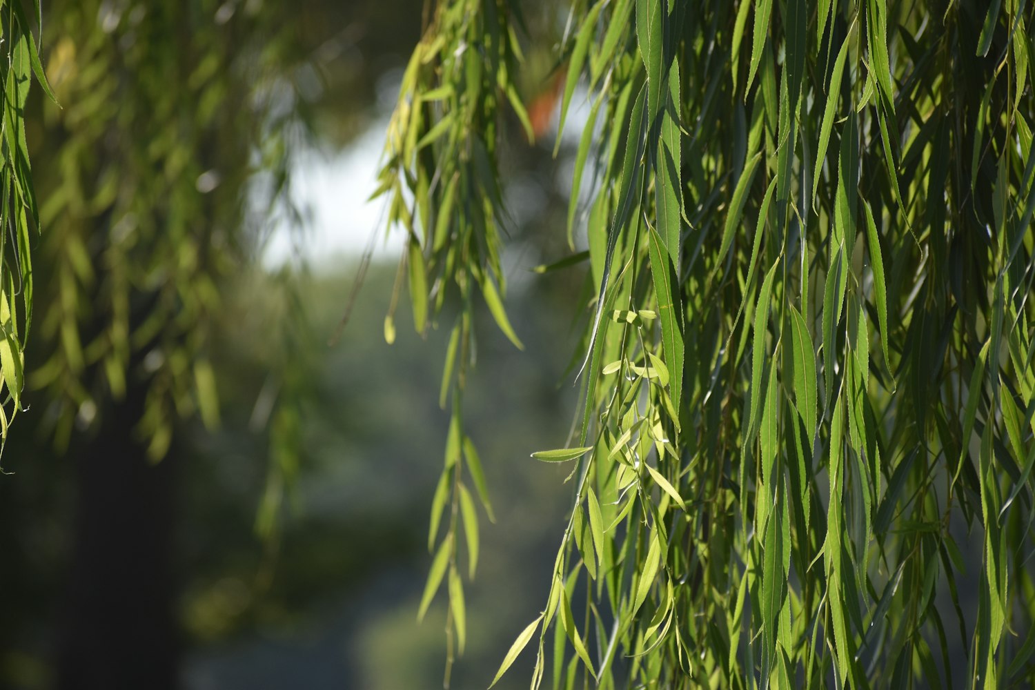 Willow branches